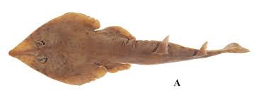 Image result for Pseudobatos lentiginosus