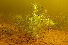 Attēlu rezultāti vaicājumam “Nitella flexilis”