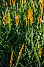 Attēlu rezultāti vaicājumam “Alopecurus aequalis leaf”
