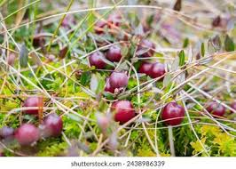 Attēlu rezultāti vaicājumam “Oxycoccus palustris flower”