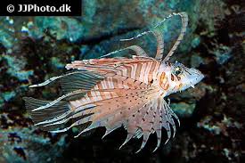 Image result for Pterois volitans