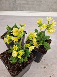 Image result for Himmelschlüssel