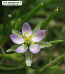 Attēlu rezultāti vaicājumam “Spergularia marina flower”