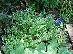 Attēlu rezultāti vaicājumam “Nepeta x faassenii leaf”