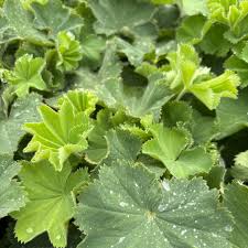 Attēlu rezultāti vaicājumam “Diderma montanum stalked”