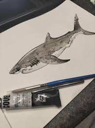 Image result for Carcharodon carcharias
