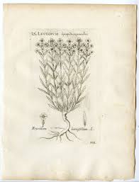 Attēlu rezultāti vaicājumam “Erysimum hieracifolium”