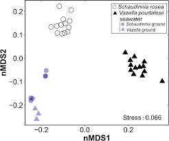Image result for Vazella pourtalesii