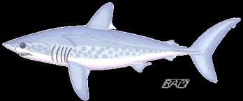 Image result for Lamna nasus