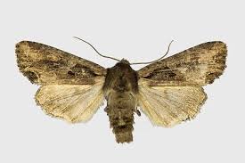 Attēlu rezultāti vaicājumam “Lacanobia suasa”