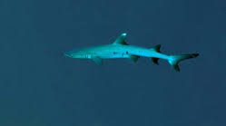 Image result for Triaenodon obesus