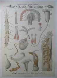 Attēlu rezultāti vaicājumam “Annelides”