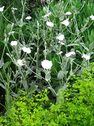 Image result for Lychnis coronaria alba