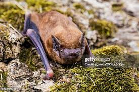 Attēlu rezultāti vaicājumam “Nyctalus noctula”