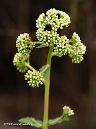 Attēlu rezultāti vaicājumam “Hylotelephium telephium”