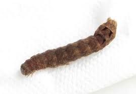 Attēlu rezultāti vaicājumam “Xestia triangulum”