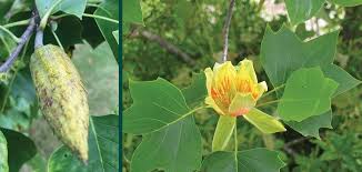 Attēlu rezultāti vaicājumam “Liriodendron tulipifera”