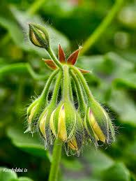 Attēlu rezultāti vaicājumam “Geraniaceae”