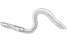 Attēlu rezultāti vaicājumam “Lumbricus terrestris”