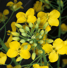 Attēlu rezultāti vaicājumam “Brassica napus flower”