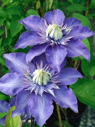 Image result for clematis multi blue