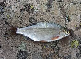 Image result for Blicca bjoerkna