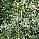 Attēlu rezultāti vaicājumam “Salix repens subsp. rosmarinifolia flower”