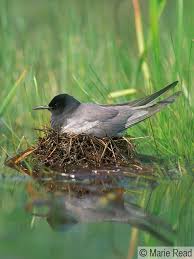 Attēlu rezultāti vaicājumam “Chlidonias niger eggs”