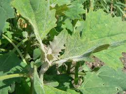 Attēlu rezultāti vaicājumam “Chenopodium acerifolium”