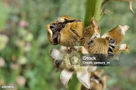 Attēlu rezultāti vaicājumam “Hyoscyamus niger fruit”