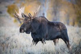 Attēlu rezultāti vaicājumam “Alces alces”