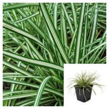Attēlu rezultāti vaicājumam “Carex ornithopoda leaf”