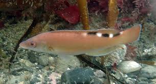 Image result for Labrus mixtus