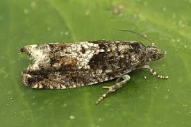 Attēlu rezultāti vaicājumam “Epinotia immundana”