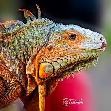 Image result for Sarda sarda