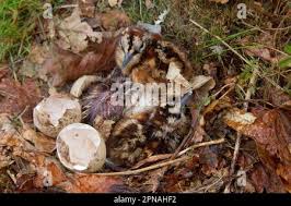 Attēlu rezultāti vaicājumam “Scolopax rusticola nest”