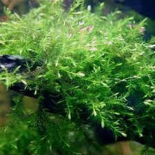 Attēlu rezultāti vaicājumam “Fontinalis antipyretica”