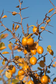 Attēlu rezultāti vaicājumam “Pedicularis palustris fruit”