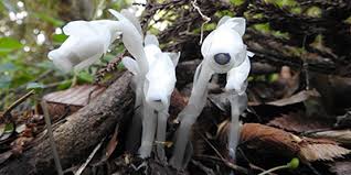 Image result for ギンリョウソウ