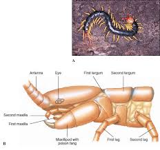 Attēlu rezultāti vaicājumam “Chilopoda”