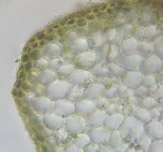 Attēlu rezultāti vaicājumam “Sciuro-hypnum curtum sporophyte”