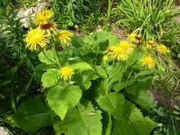 Image result for Telekia speciosa