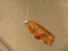 Attēlu rezultāti vaicājumam “Pandemis cinnamomeana”