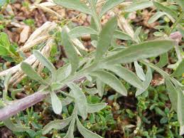 Attēlu rezultāti vaicājumam “Centaurea stoebe leaf”