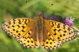 Attēlu rezultāti vaicājumam “Argynnis adippe underside”