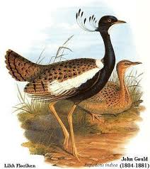 Attēlu rezultāti vaicājumam “Gruiformes”