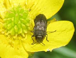 Attēlu rezultāti vaicājumam “Anthaxia quadripunctata”