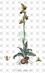 Attēlu rezultāti vaicājumam “Ophrys insectifera leaf”