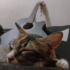 Image result for Cat sleeping in guitar