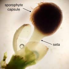 Attēlu rezultāti vaicājumam “Bryum pallens sporophyte”